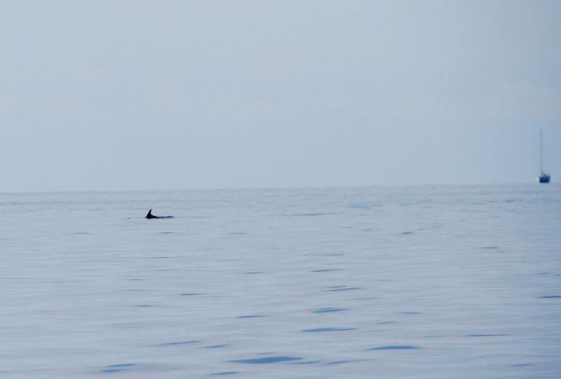 01delfin.jpg
