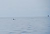 01delfin.jpg